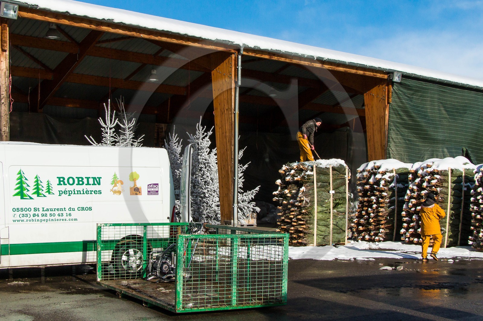 Pépinière Robin, producteur de sapin de Noël