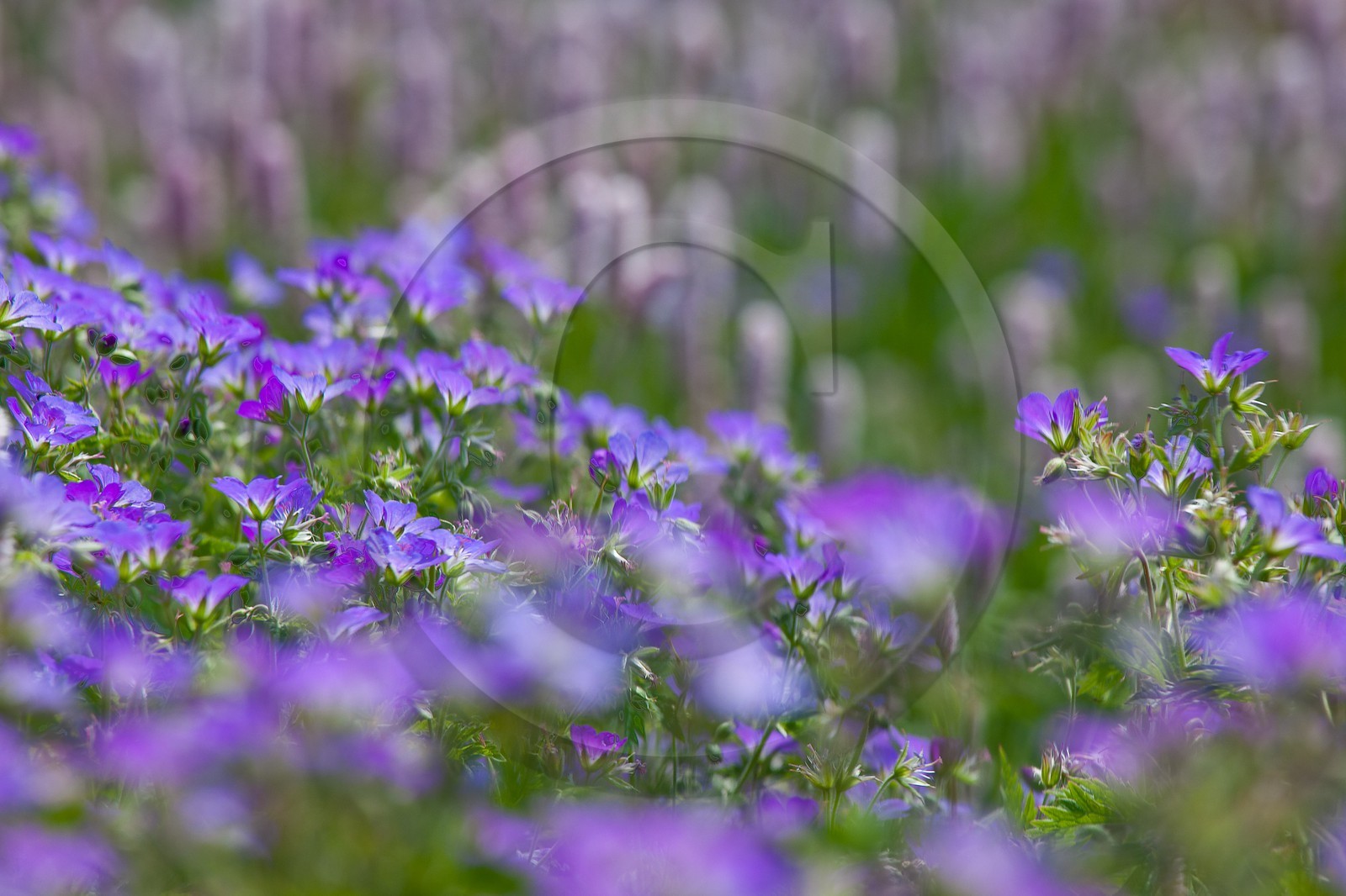 Géranium des bois; Geranium silvaticum
