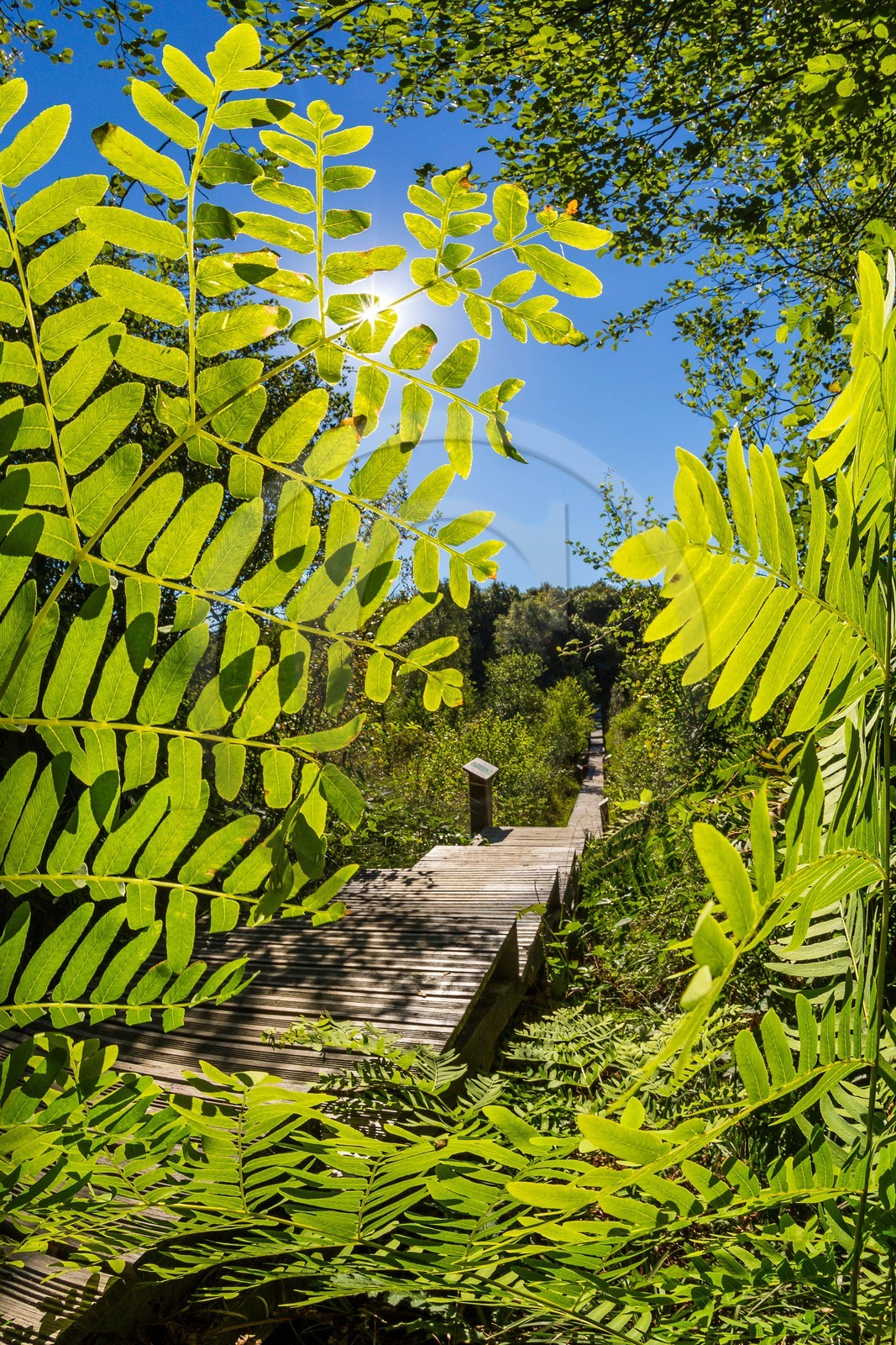ENS de l'Isère, Tourbière des Planchettes, Osmonde royale (Osmunda regalis)
