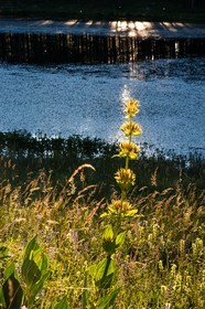 Parc naturel régional du Queyras, lac de Roue, gentiane jaune, Gentiana lutea