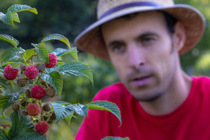 Ecrins de fruits, producteur de fruits rouges