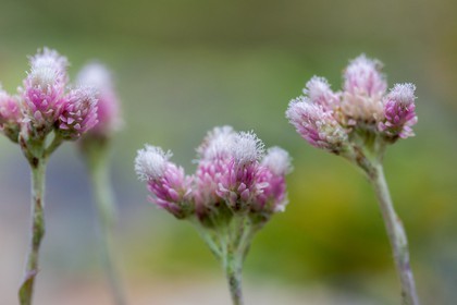 Pied de chat dioïque, Antennaire dioïque, Antennaria dioica