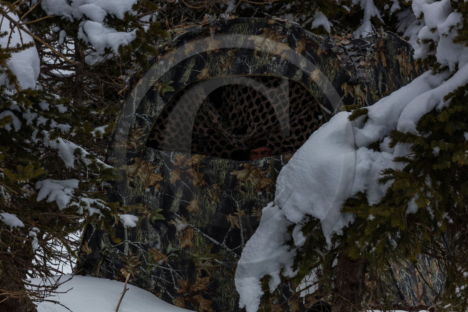 Film : La vallée des loups