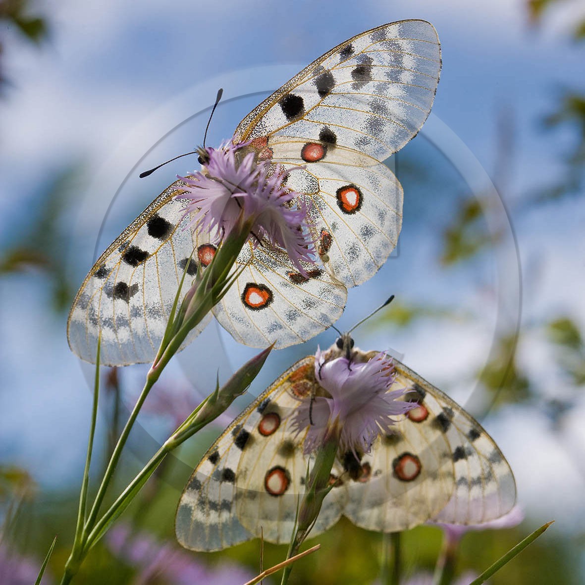 papillon, apollon, parnassius apollo