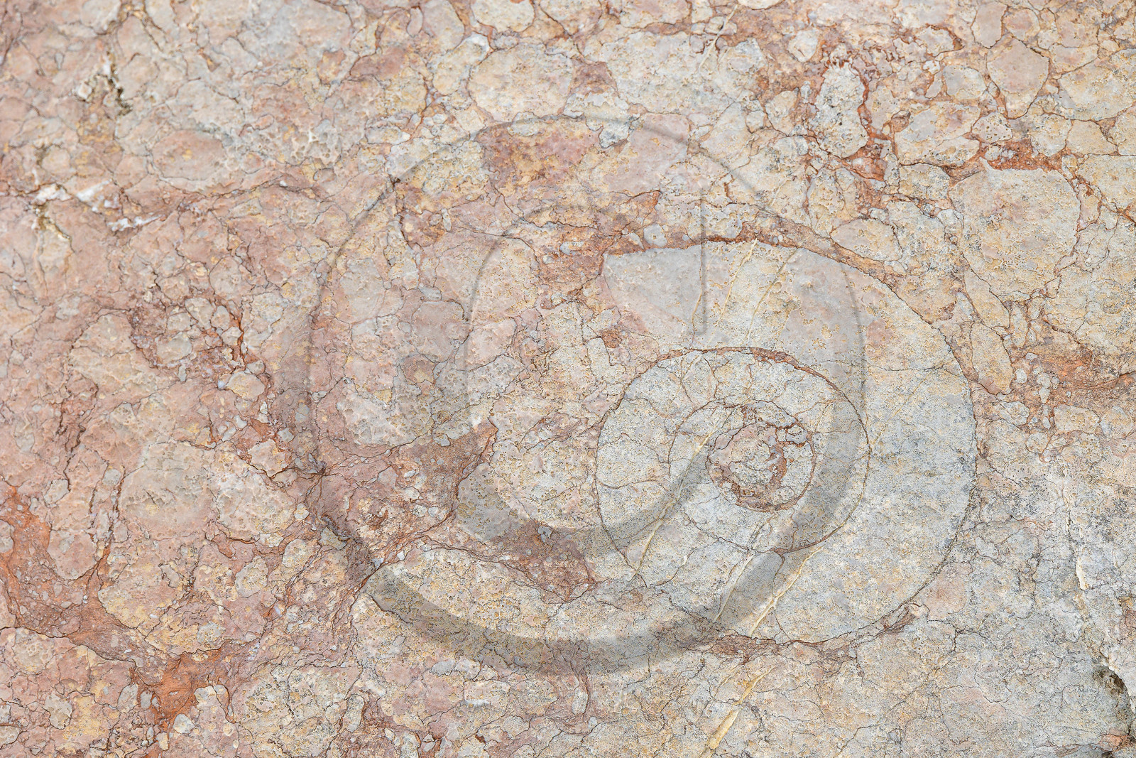 Ammonites aux Oucanes de Chabrières