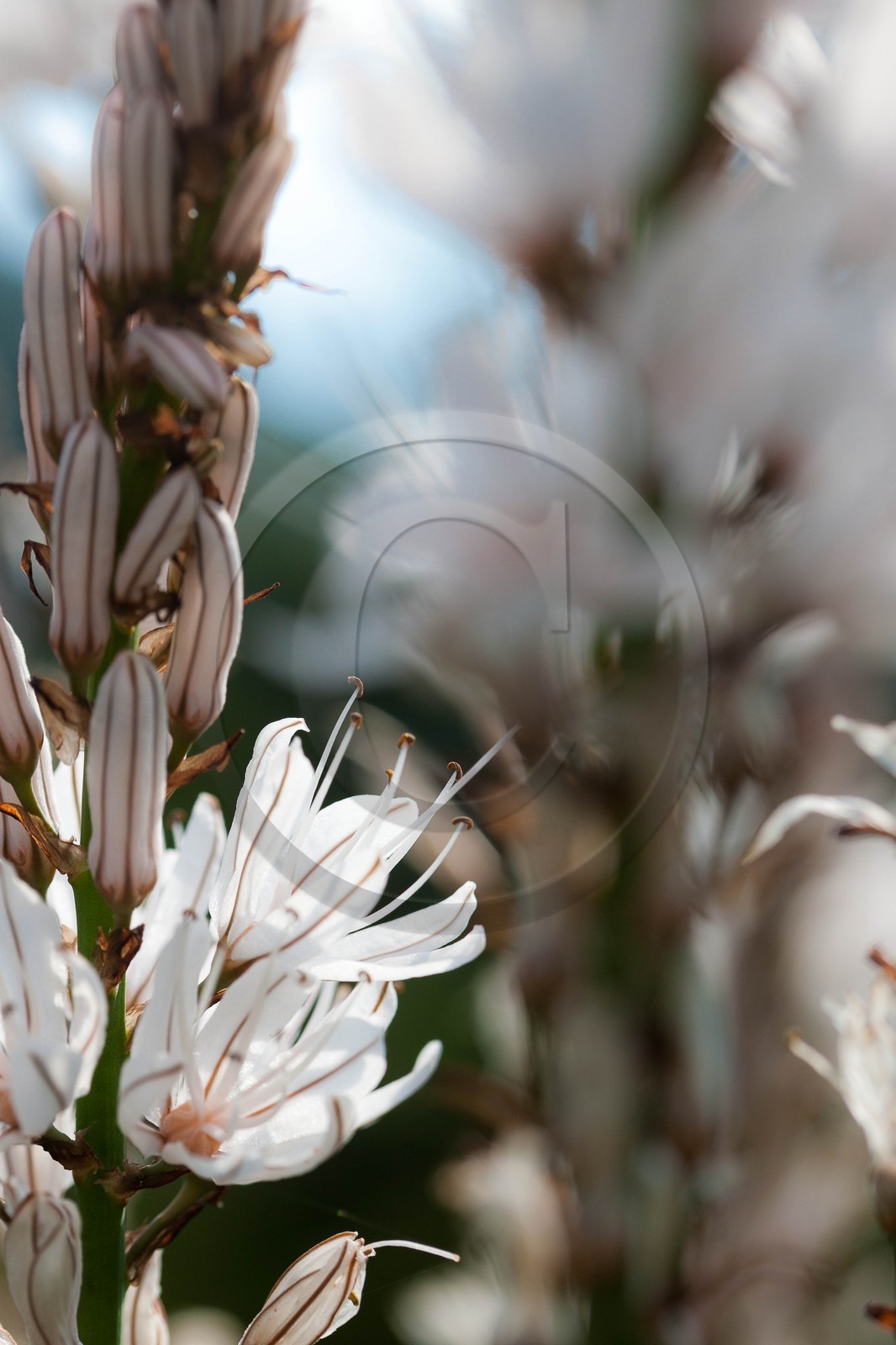 Asphodèle blanc, Asphodelus albus