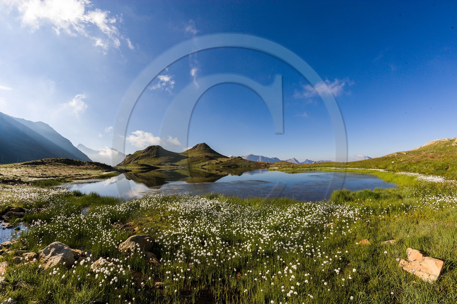 Orcières 1850, linaigrettes au lac Jumeaux