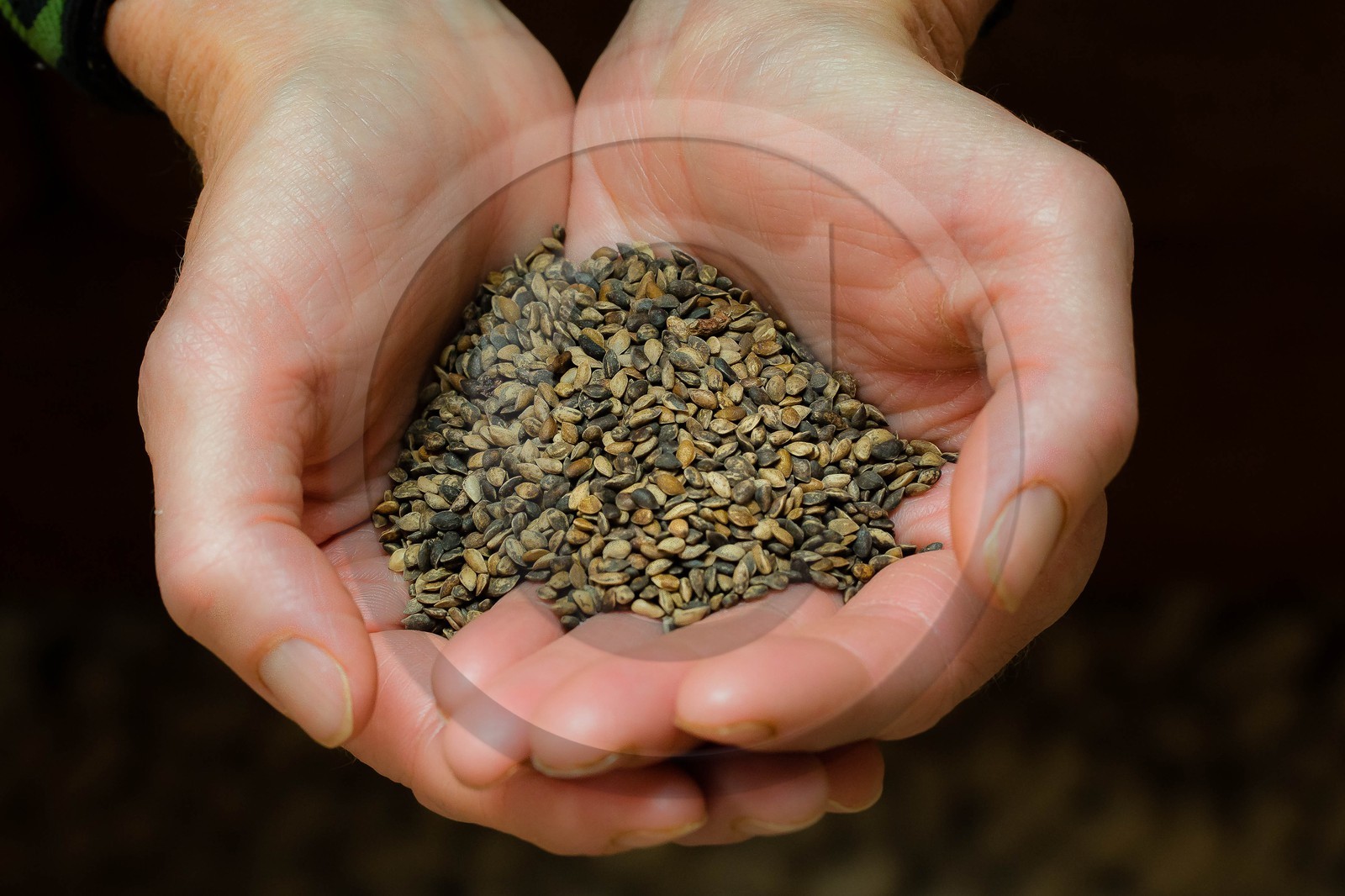 Pépinière Robin, producteur de sapin de Noël, graines de Sapin Nordmann