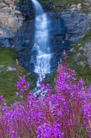 cascade du Vallon et épilobes en épis