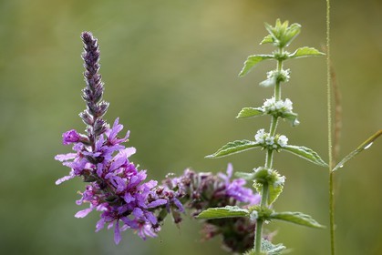 Lythrum salicaire et Marrube blanc, Lythrum salicaria et Marrubium vulgare