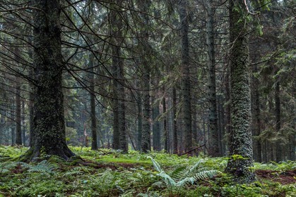 ENS de l'Isère, Les Ecouges