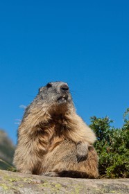 Marmotte des Alpes (Marmota marmota)