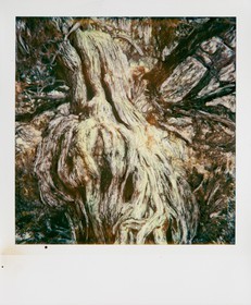Exposition Arbres et petites forêts, éloge de la biodiversité