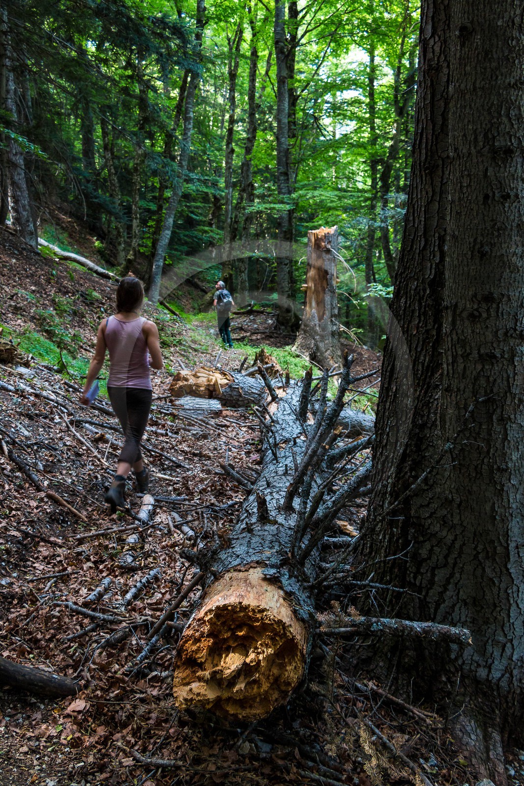 Bois du Chapitre, forêt domaniale de Gap-Chaudun