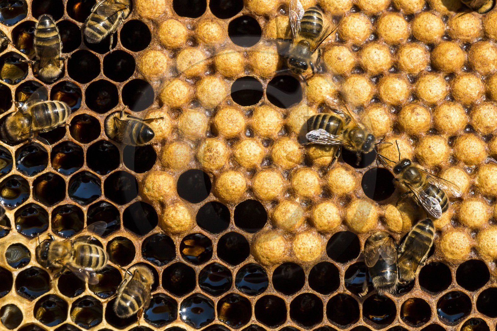 Vallée du Champsaur, Gérald Tiron, apiculteur