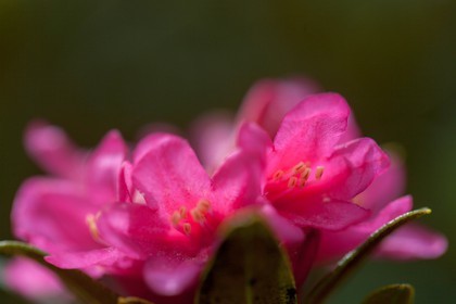 Rhododendron ferrugineux, Laurier rose des Alpes, Rhododendron ferrugineum