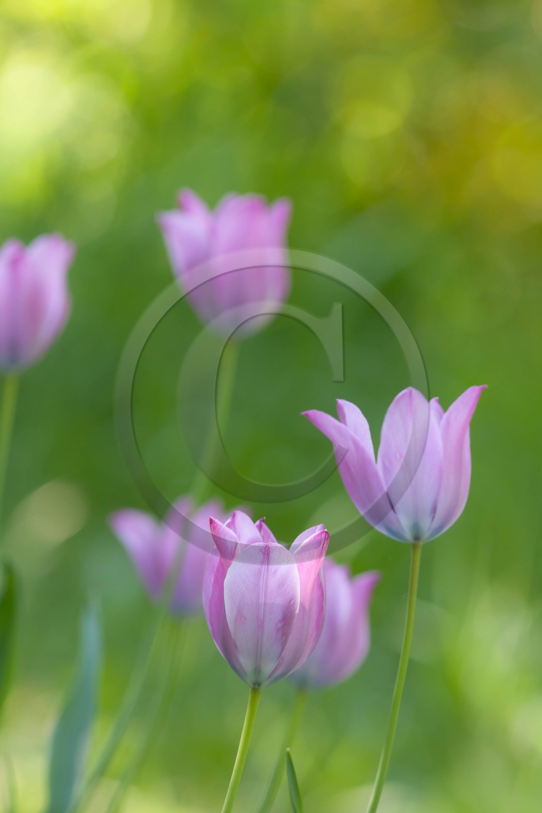 Tulipe de Guillestre, Tulipa platystigma