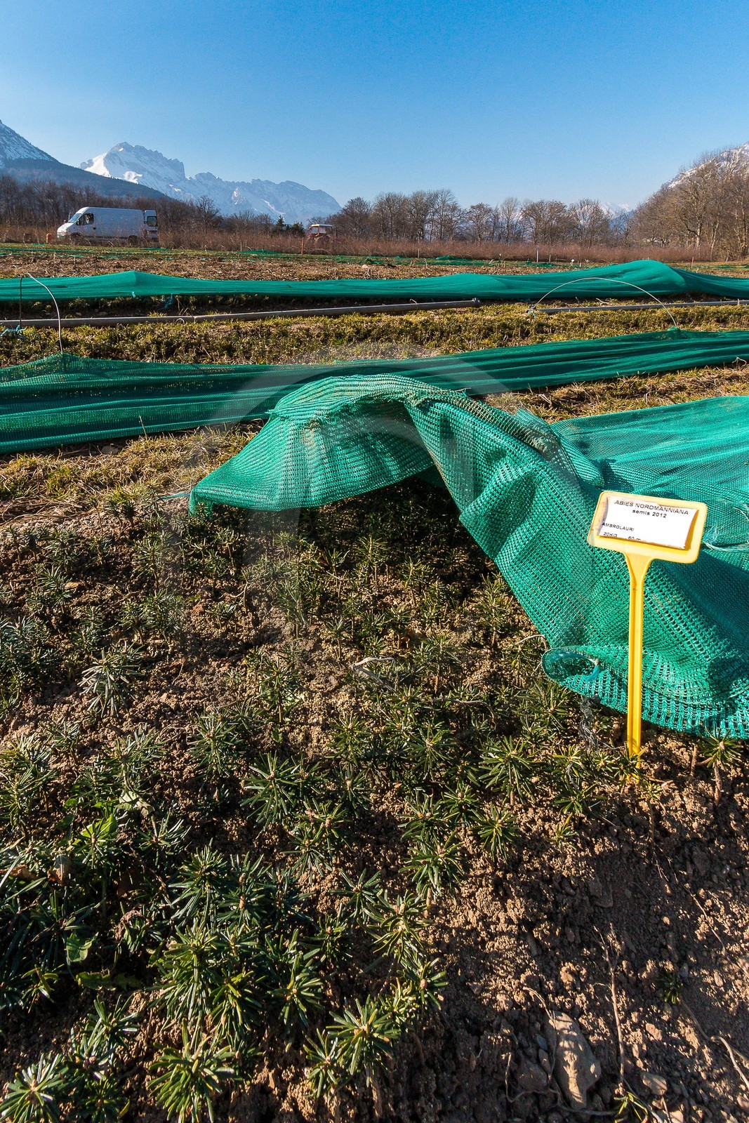 Pépinière Robin, producteur de sapin de Noël, semis sapin nordmann (abies nordmanniana)