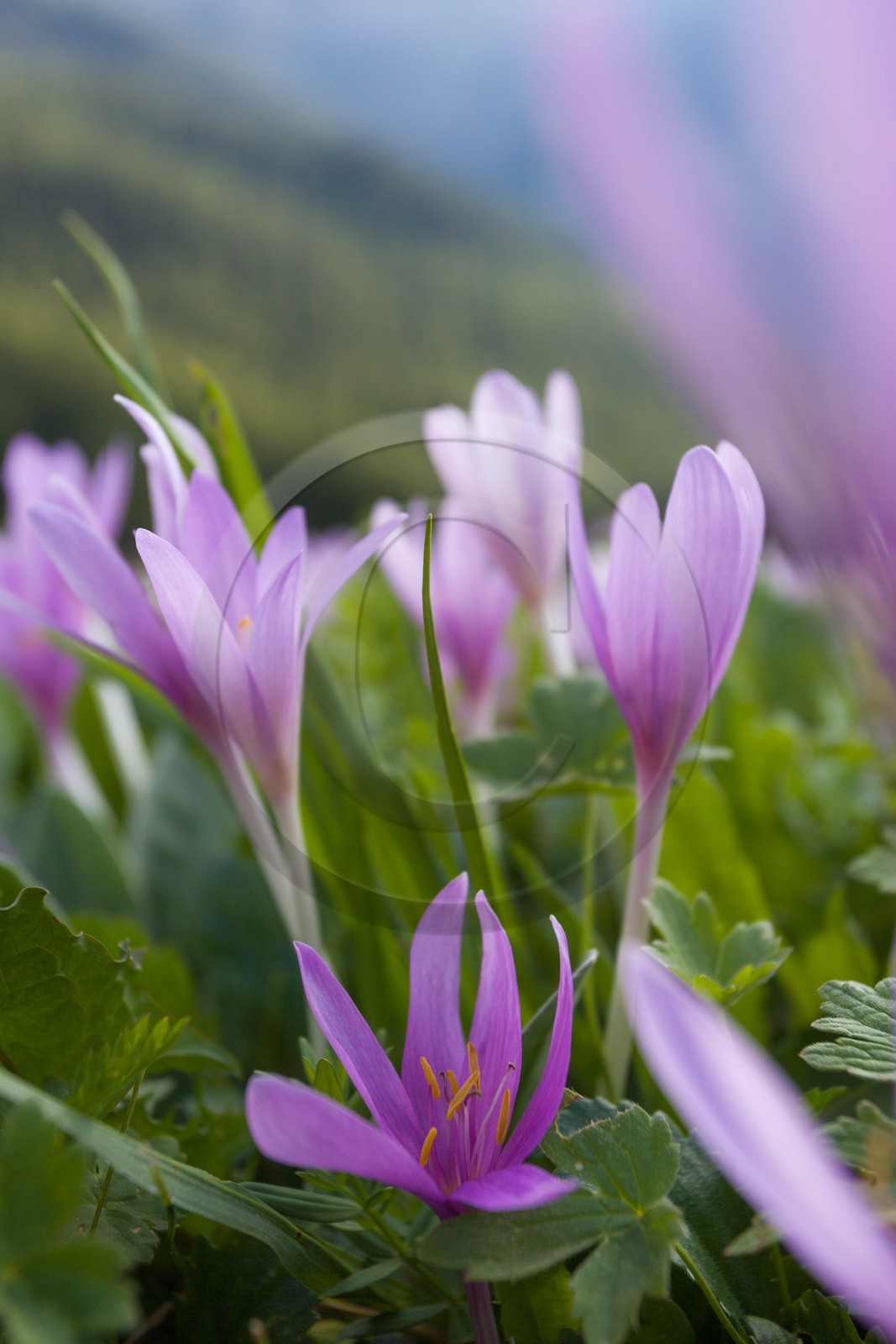 Colchique d'automne, Colchicum autumnale