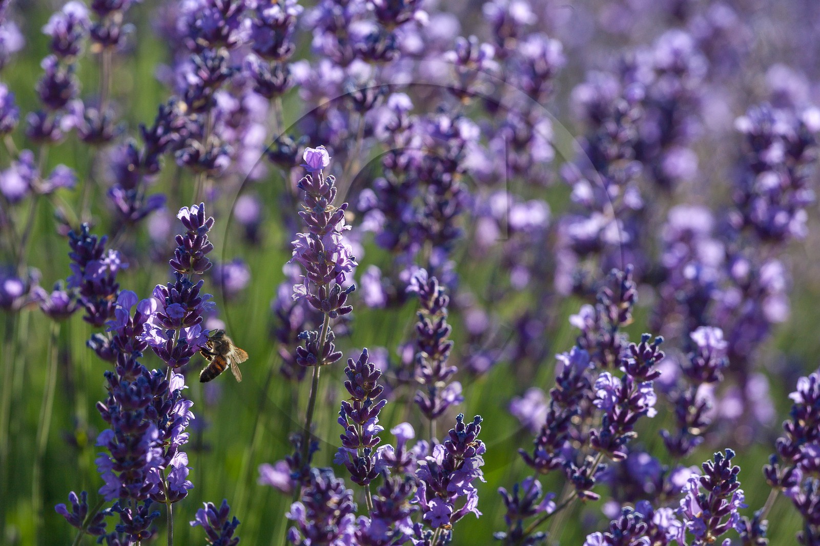 Lavende, Lavendin, Lavandula hybrida