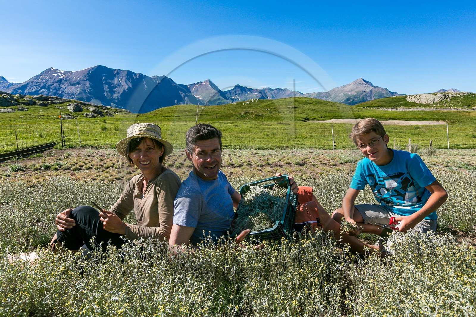 Orcières 1850, Bruno Gonnon agriculteur bio de génépi