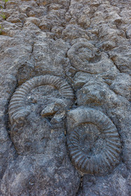 Dalle à ammonites