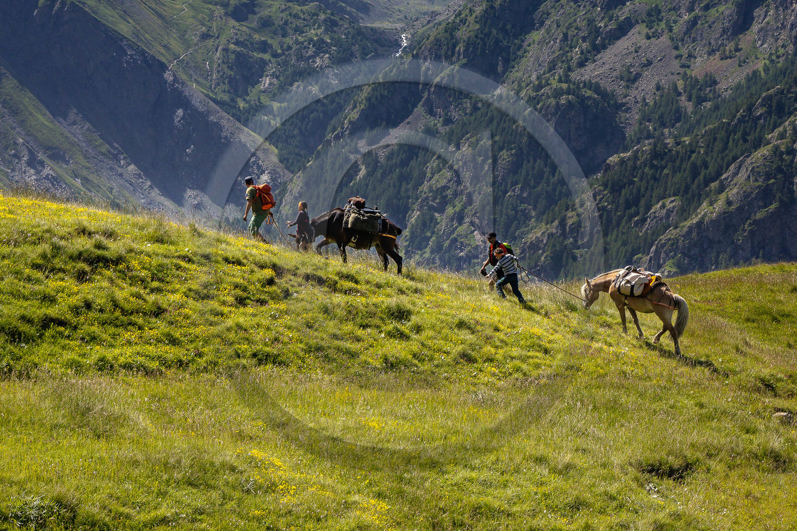 Trek famille avec animaux de bats