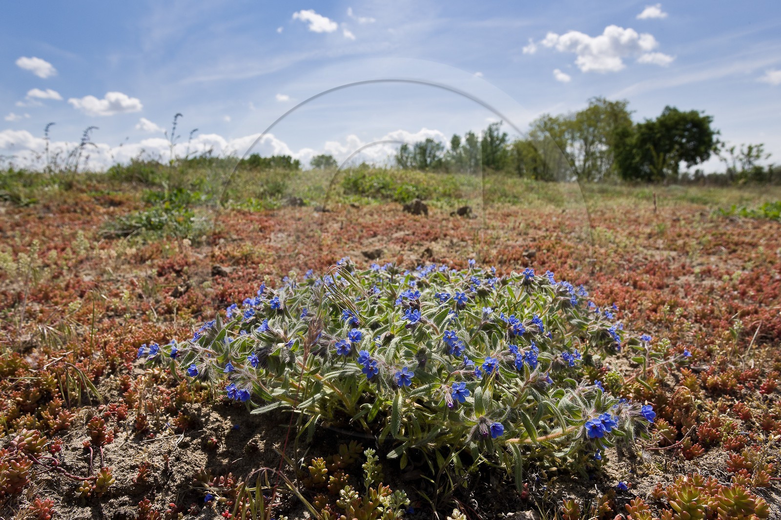 Orcanette des teinturiers, Alkanna tinctoria