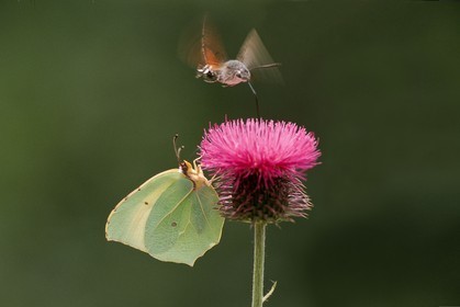 papillon, citron, gonepterix rhamni et Moro sphinx ou Sphinx colibri ou Sphinx du caille-lait (Macroglossum stellatarum)