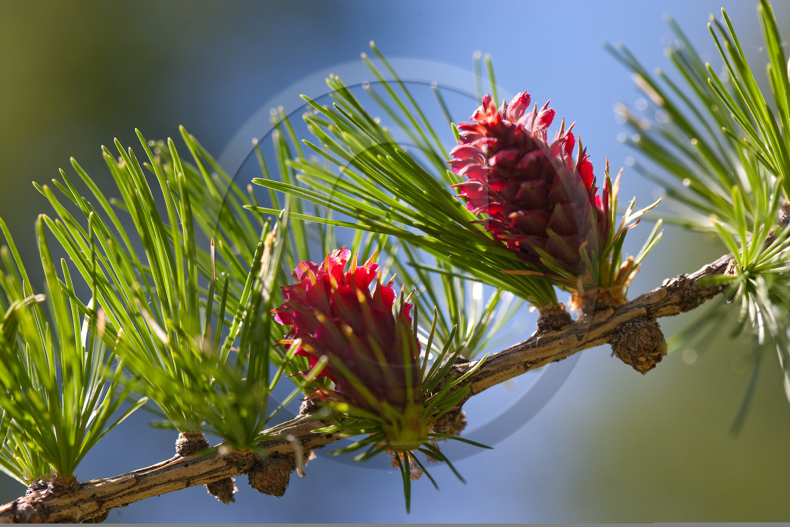 Cône femelle de mélèze (larix décidua)