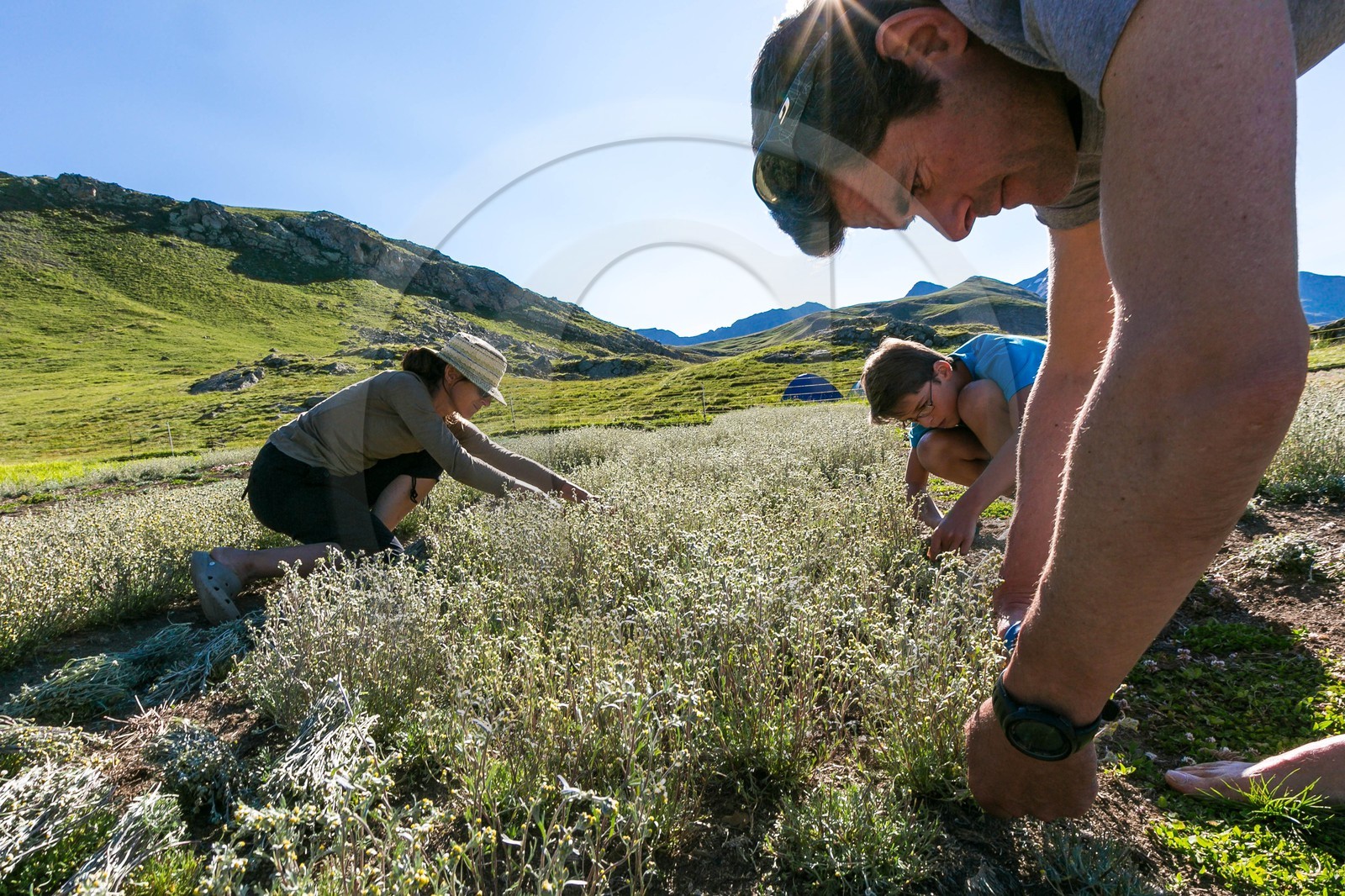 Orcières 1850, Bruno Gonnon agriculteur bio de génépi