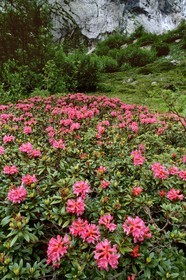 Rhododendron ferrugineux, Laurier rose des Alpes, Rhododendron ferrugineum