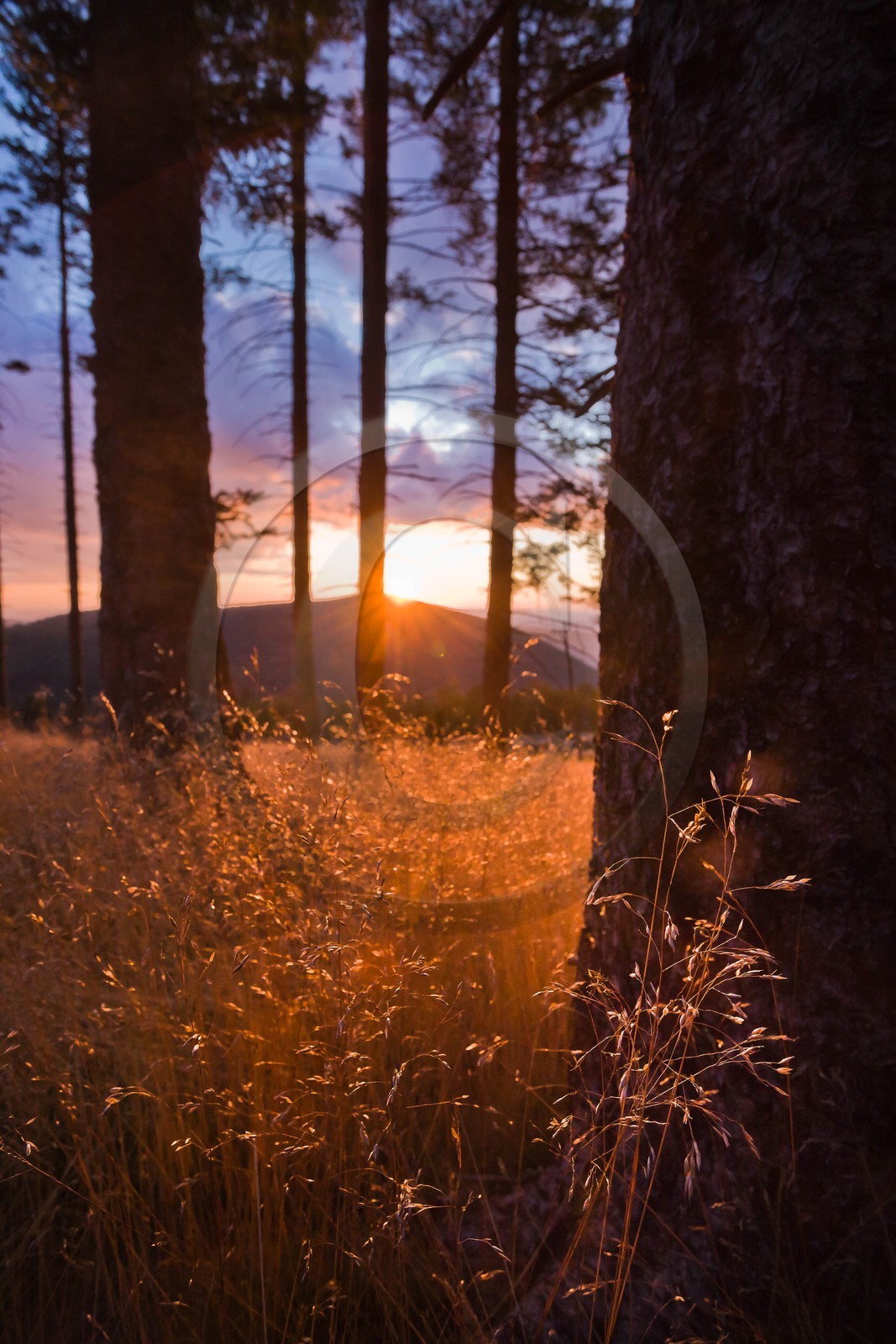 Parc national des Cévennes, forêt du Mont Aigoual