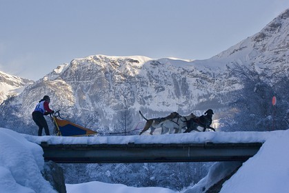 Chiens d'attelage