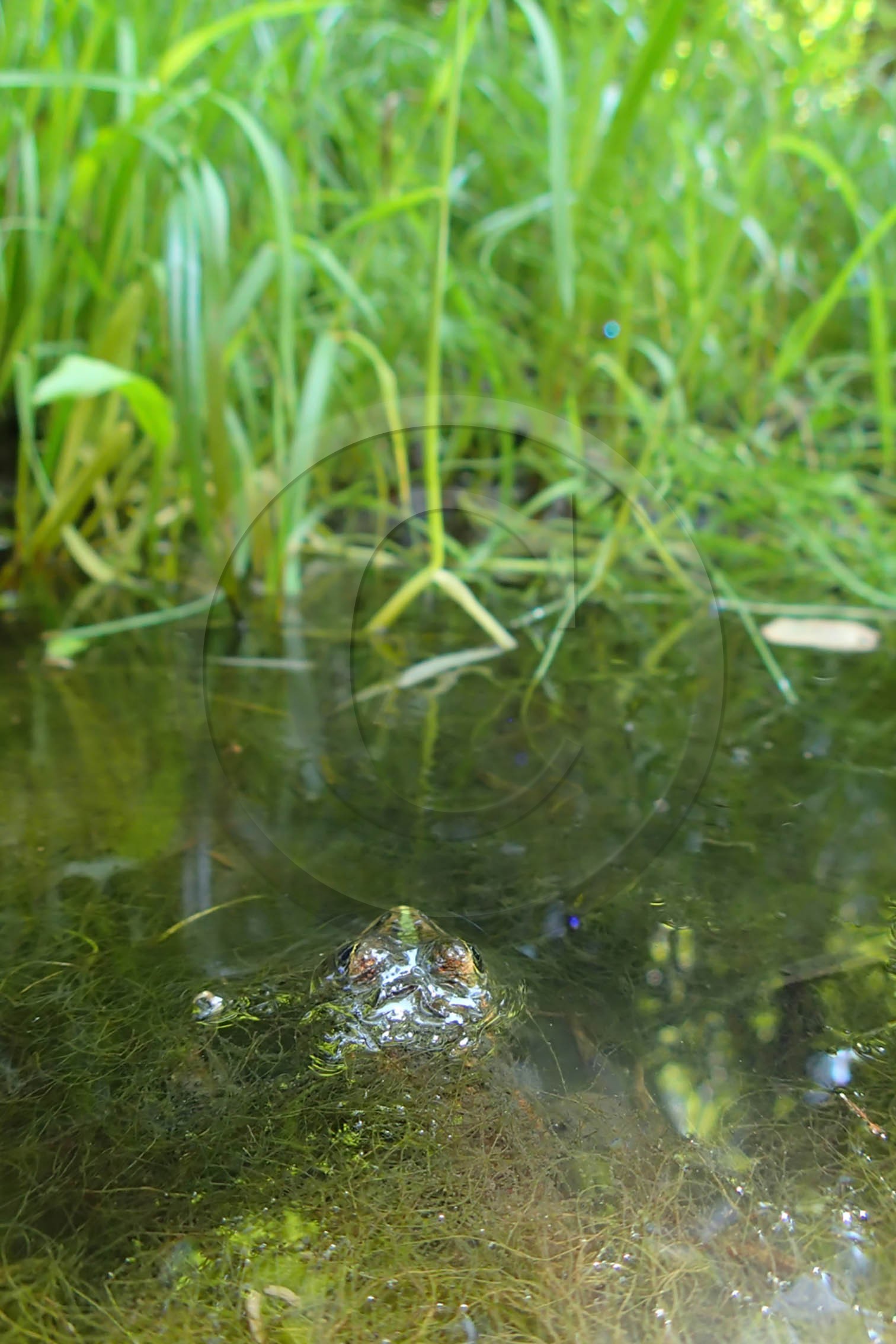 ENS de l'Isère, Vieille morte de Bourg d'Oisans