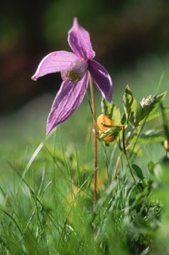 Clématite des Alpes, Clematis alpina