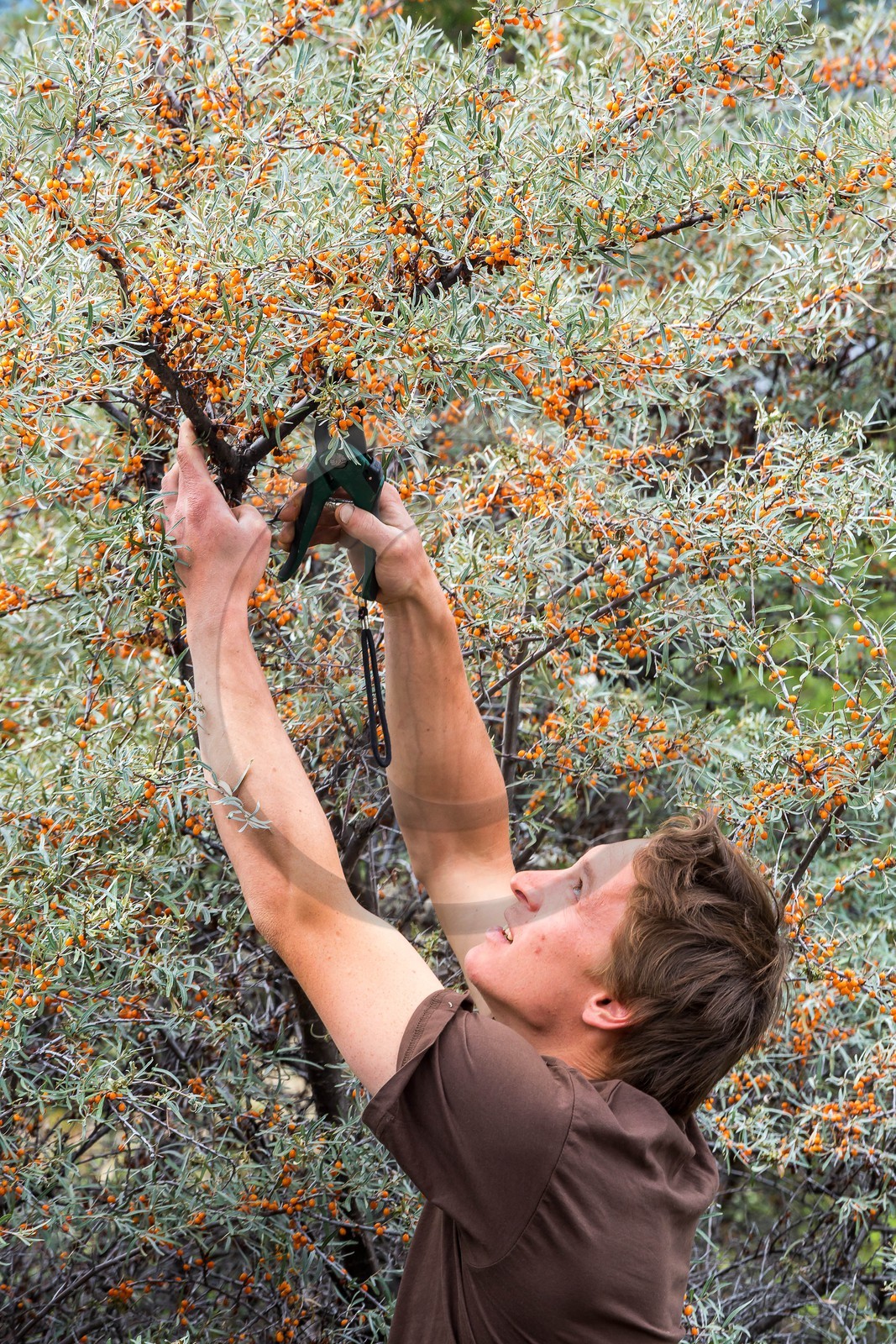 David Viveau agriculteur, producteur de baies d'argousier