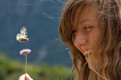 Papillon Apollon, Parnassius apollo