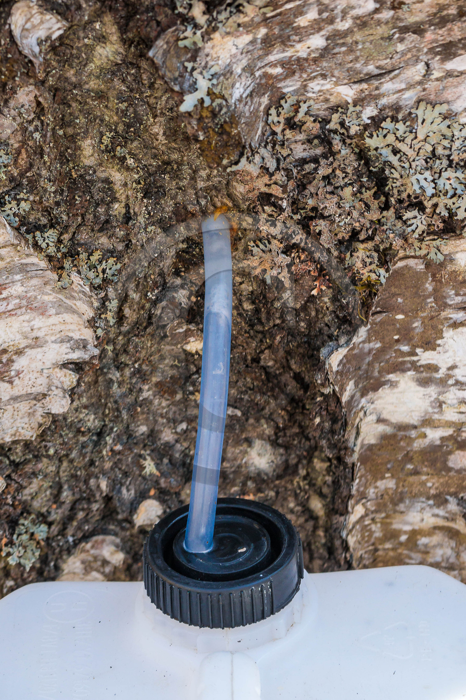 Récolte de sève de bouleau