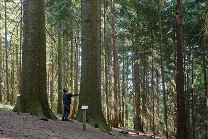 Parc national des Cévennes, forêt du Mont Aigoual, Les 2 géants de la Foux, Sapin de Vancouver, Abies Grandis