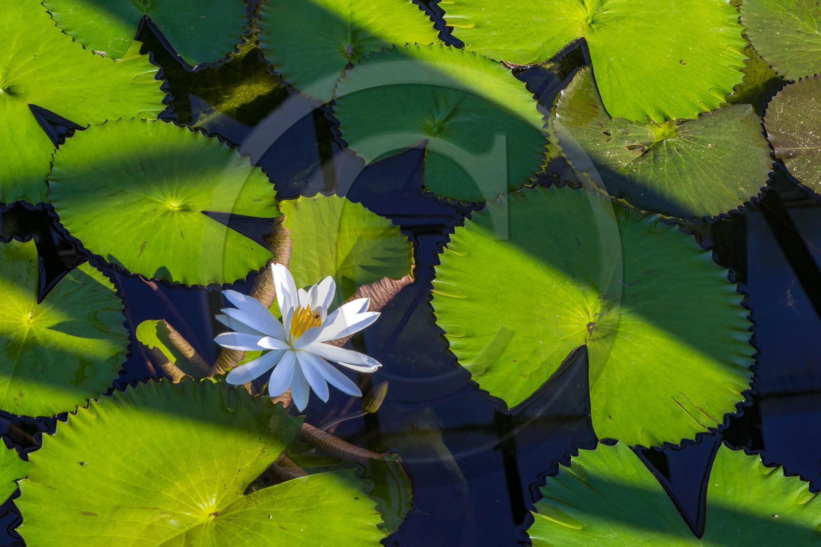 Serre au nénuphars géants,  Victoria Amazonica