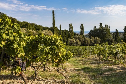 Vignoble de Saint-Jeannet, propriétaire récoltant Denis Rasse