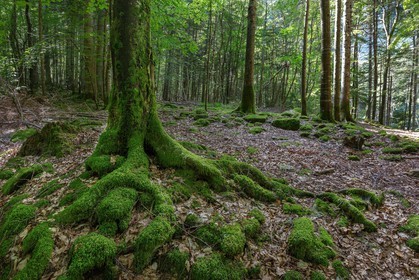 ENS de l'Isère,Tourbières du Peuil