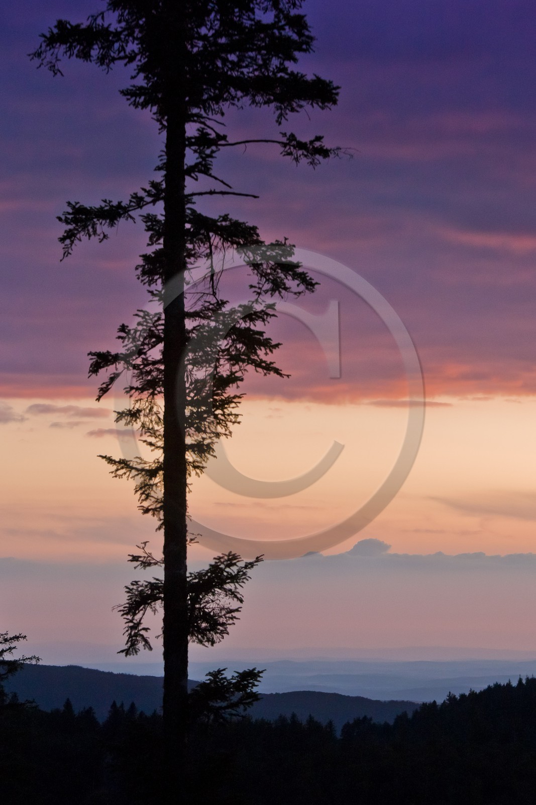 Parc national des Cévennes, forêt du Mont Aigoual