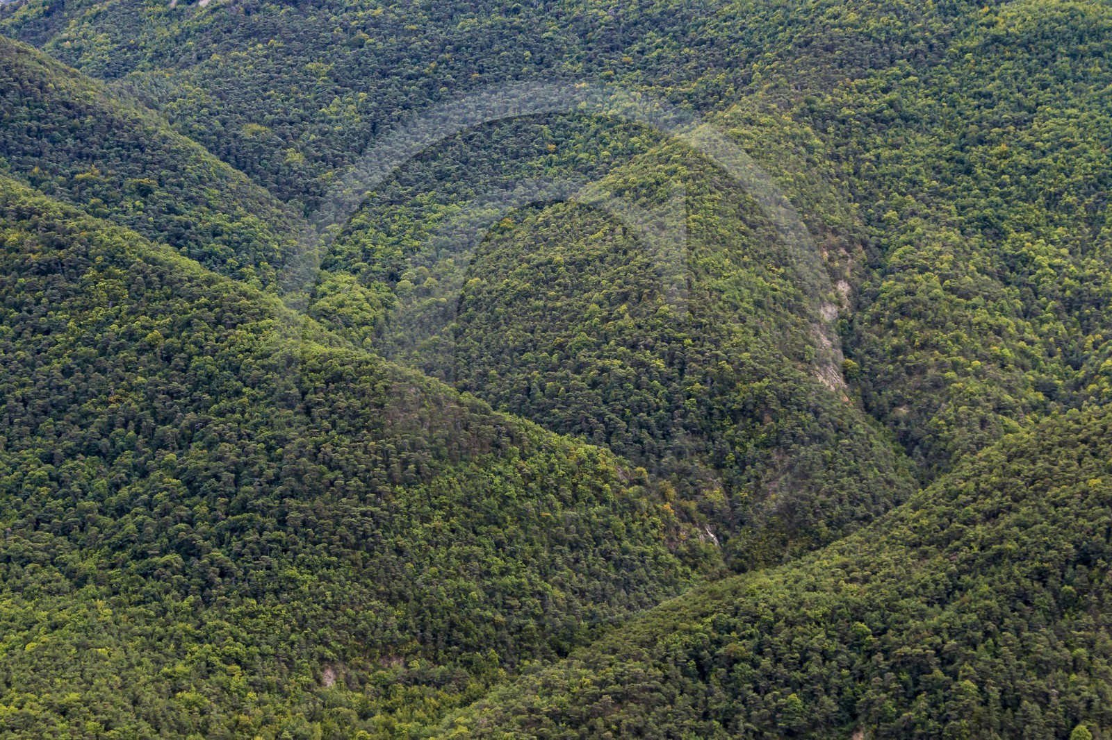Sigale, forêt domaniale du Cheiron