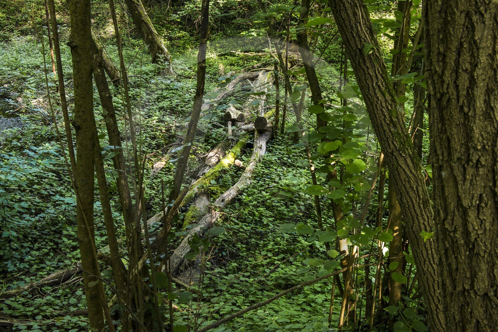 ENS de l'Isère, bois de la Bâtie