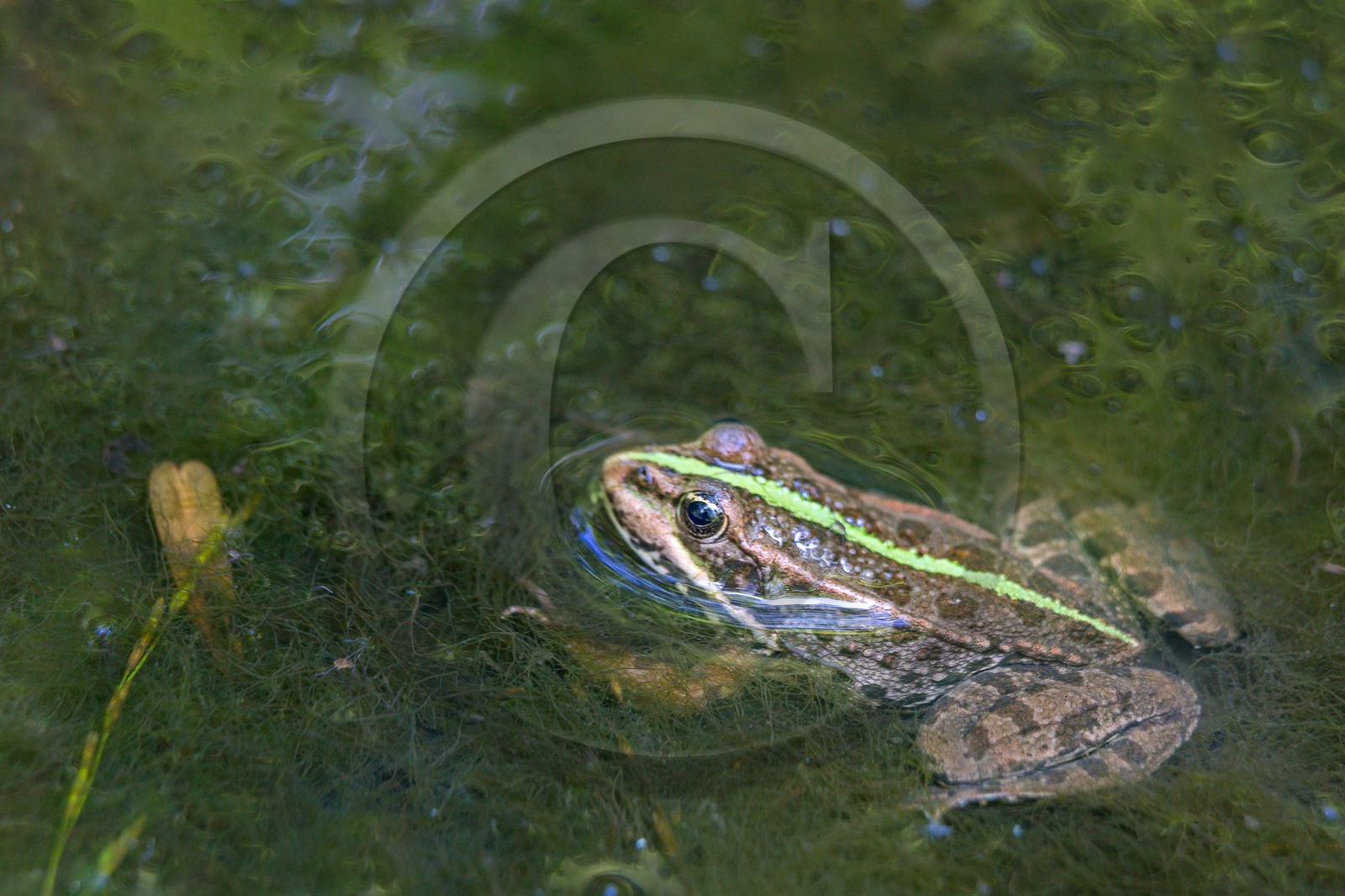 ENS de l'Isère, Vieille morte de Bourg d'Oisans