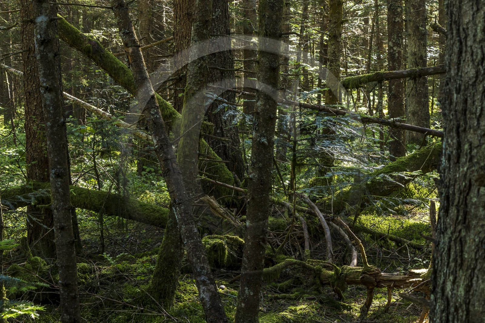 ENS de l'Isère, Marais des Seiglières