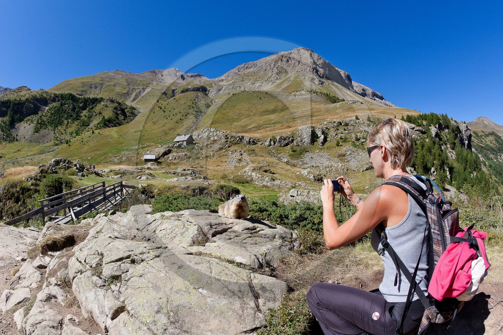 Randonnée vers le Saut du Laire, marmotte