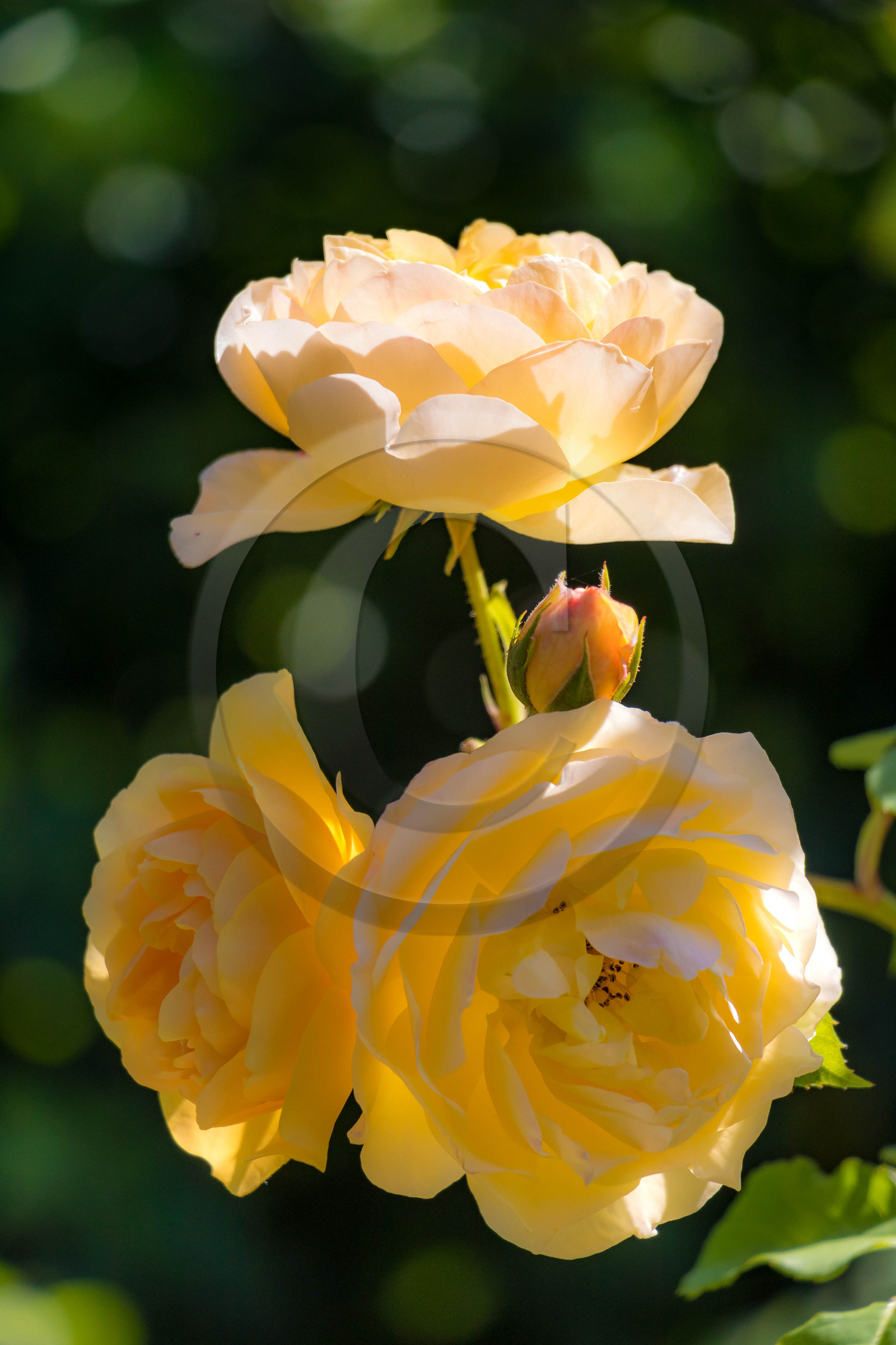 Jardin des Cinq Sens